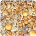 Псилоцибиновые (галлюциногенные)  грибы Psilocybin "Golden Teacher" в Алупке