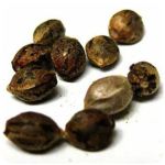 Семена марихуаны АК-47  (Seeds AK-47) в Алупке